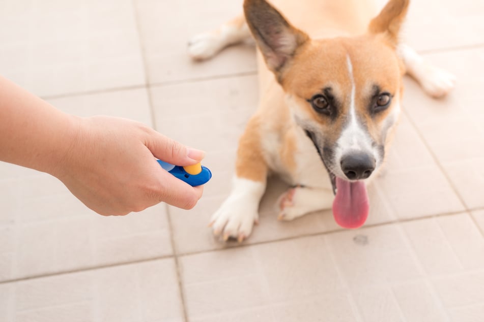 Clickertraining fördert ein gewünschtes Verhalten durch einen neutralen Ton, für den es eine Belohnung gibt.