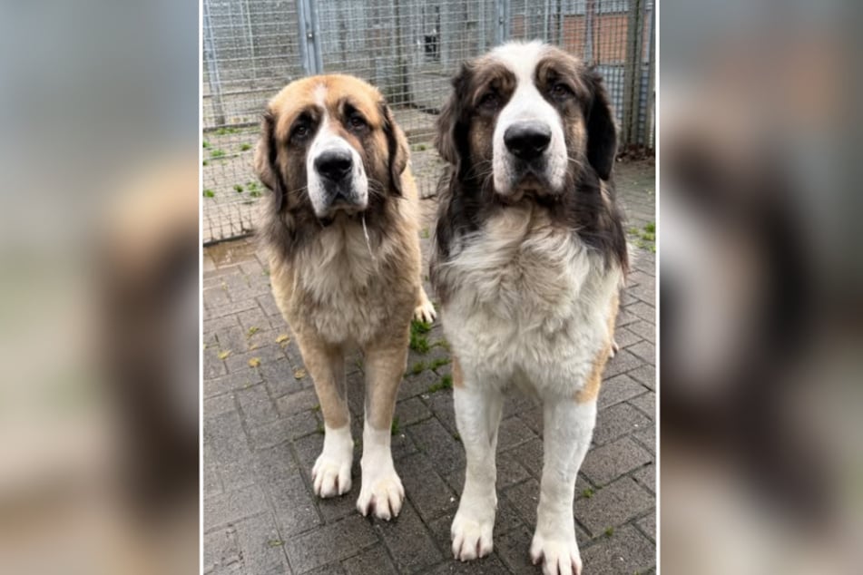 Lolek und Bolek kennen nichts von der Welt, sind schon früh im Leben hart im Stich gelassen worden.