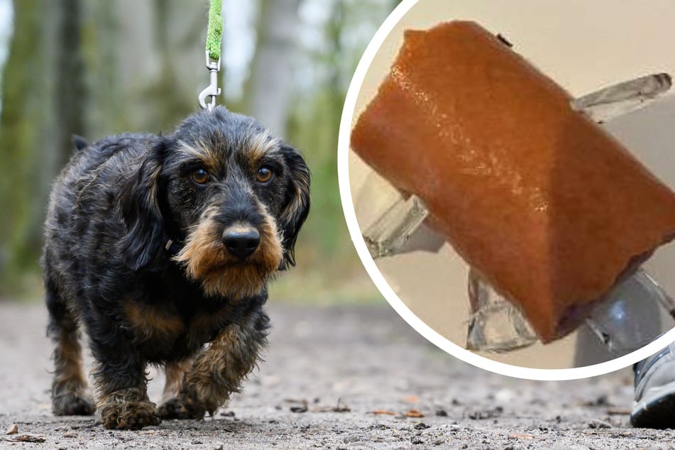 An einem Gehwegrand in Lähden wurde ein mit Glassplittern präpariertes Fleischwürstchen entdeckt.