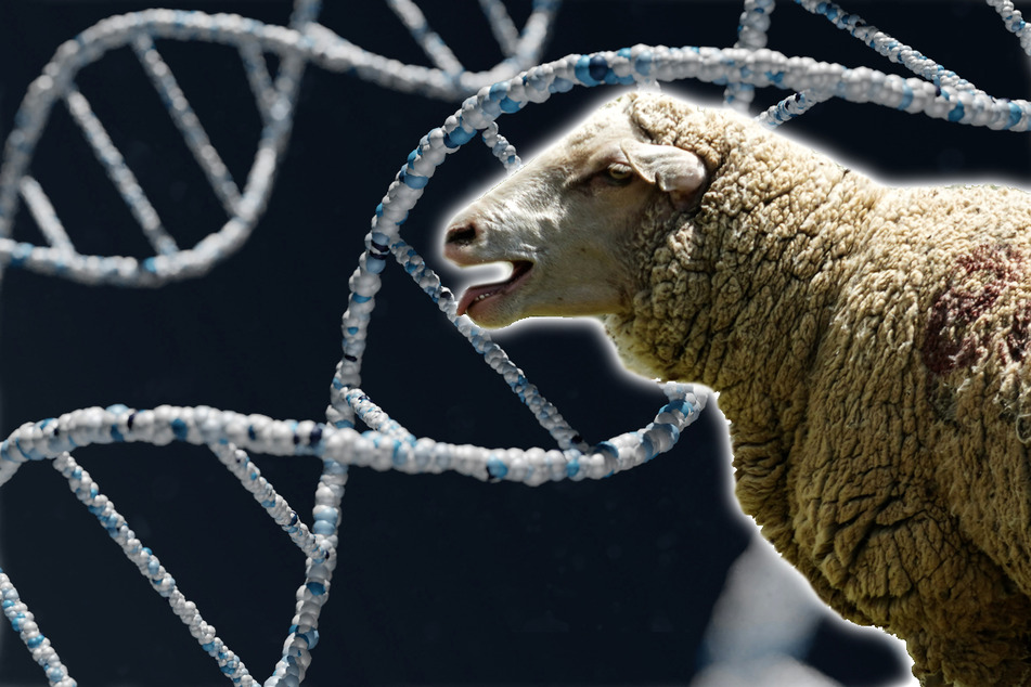 A Montana man pleaded guilty for trying to breed massive hybrid sheep on his farm.