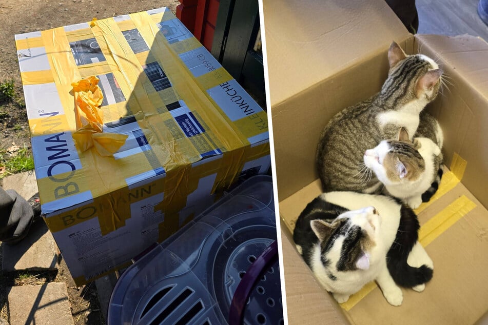 Sieben Katzen in Kartons entsorgt: Ein grausames Detail macht fassungslos