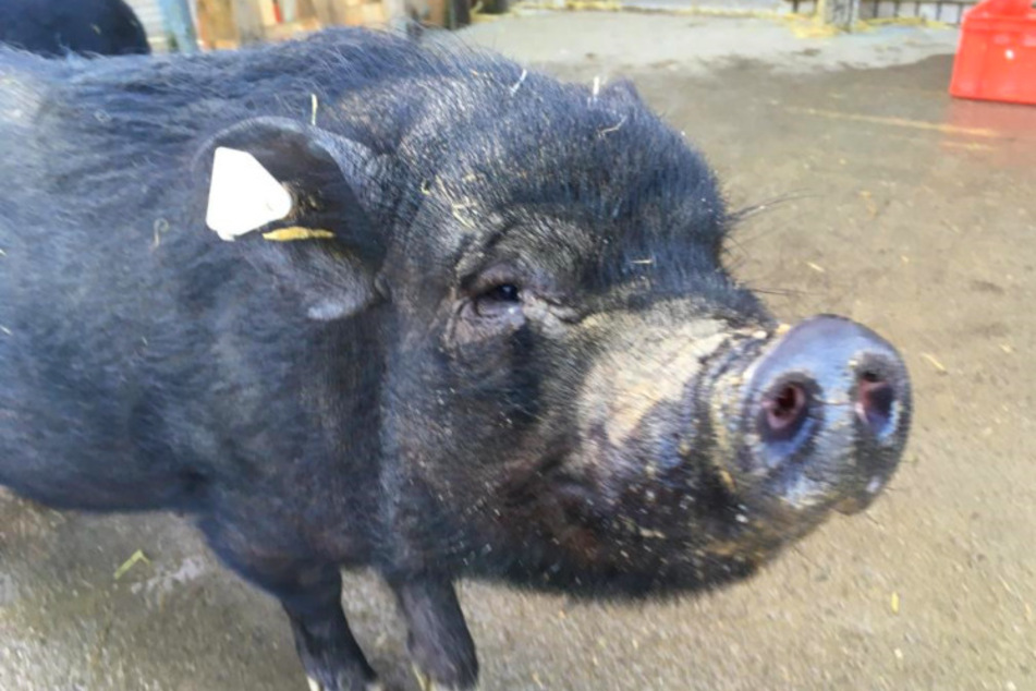 Schwein Sonja.