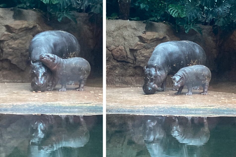 Noch anfänglicher Schüchternheit zeigte sich das Baby-Flusspferd vor den Augen der Kameras.