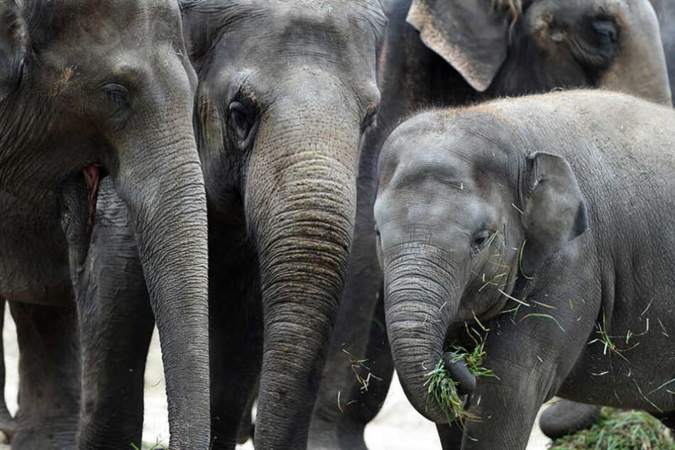 Die sieben Elefanten aus dem Zoo haben sich bisher alle mit dem Virus infiziert.