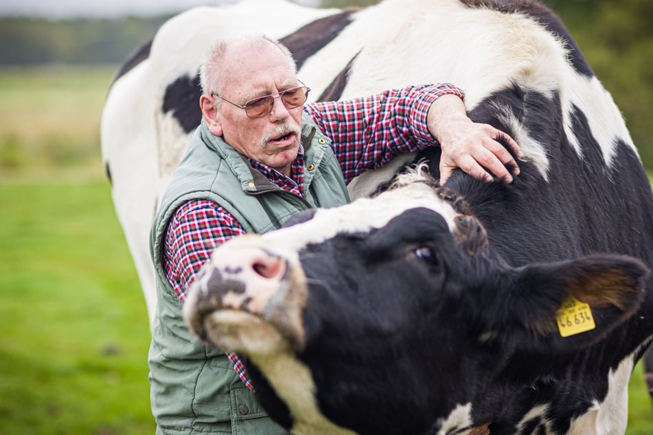 Lothar Fornfett (68) und sein Ochse sind mittlerweile unzertrennlich.