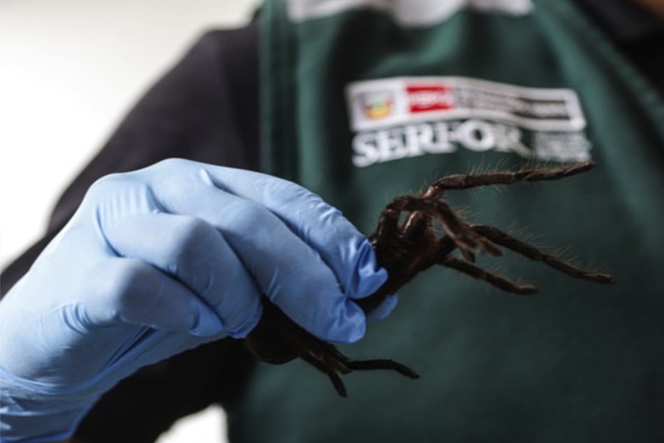 35 tarantulas were already fully grown.