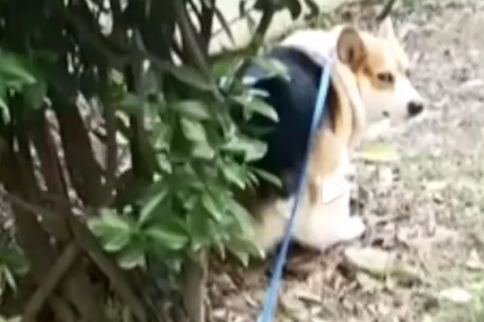 Schockierendes Video: Hund in China getötet, weil Herrchen in Quarantäne muss?