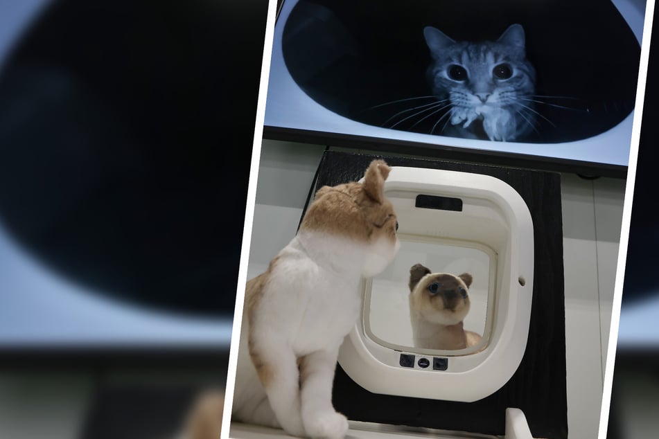 Das Start-Up Flappie zeigt auf der Interzoo eine KI-basierte Katzenklappe, in der eine Kamera verbaut ist. Die KI erkennt verschiedene Katzen und lässt Katzen mit Beutetiere nicht in das Haus