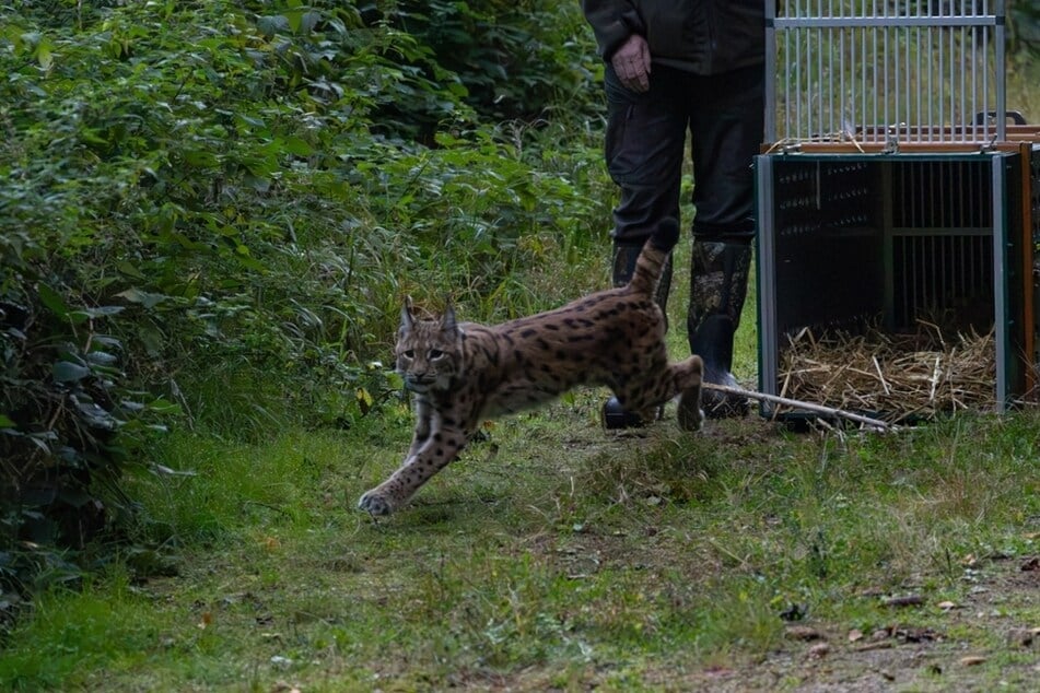 Sprung ins neue Leben: Luchs Mia hat ihre Transportbox verlassen und macht sich auf den Weg in den Eibenstocker Forst..