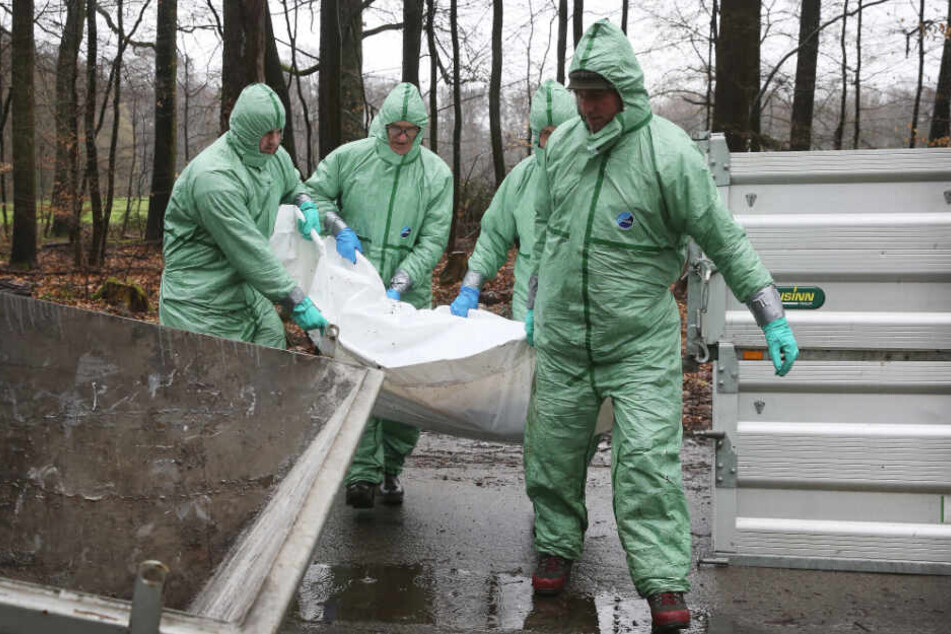 Männer in Schutzanzügen tragen bei einer Übung in Nordrhein-Westfalen einen gefundenen Kadaver (Dummy) eines vielleicht an Schweinepest verendeten Wildschweins zu einem Container.