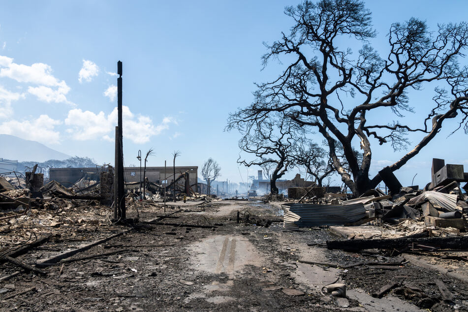 After last year's fires, the Maui town of Lahaina was left a desert.
