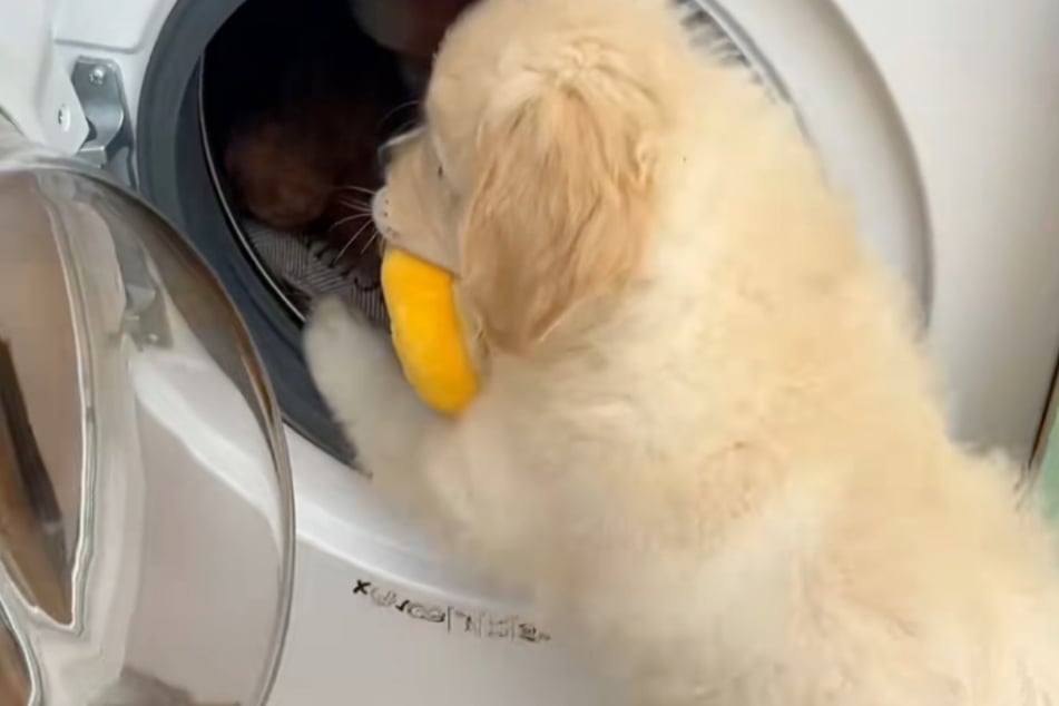 Wie könnte es auch anders sein: Der süße Welpe kämpft in dem viralen Hit um seine geliebten Kuscheltiere.