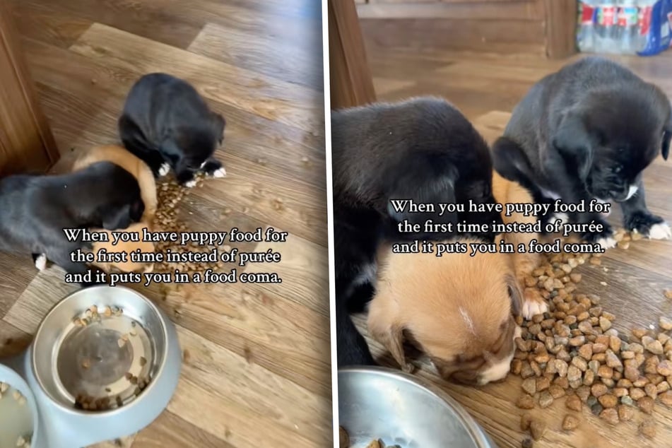 Jaký to byl pohled: štěňata se při svém prvním suchém krmivu najedla natolik, že sotva stojí na nohou.