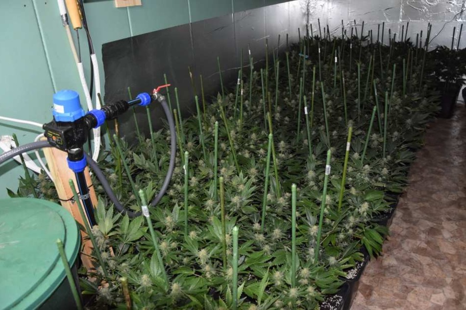 Die Polizei hat in einem Einfamilienhaus in der Gemeinde Sundhausen (Unstrut-Hainich-Kreis) eine Cannabisplantage entdeckt.