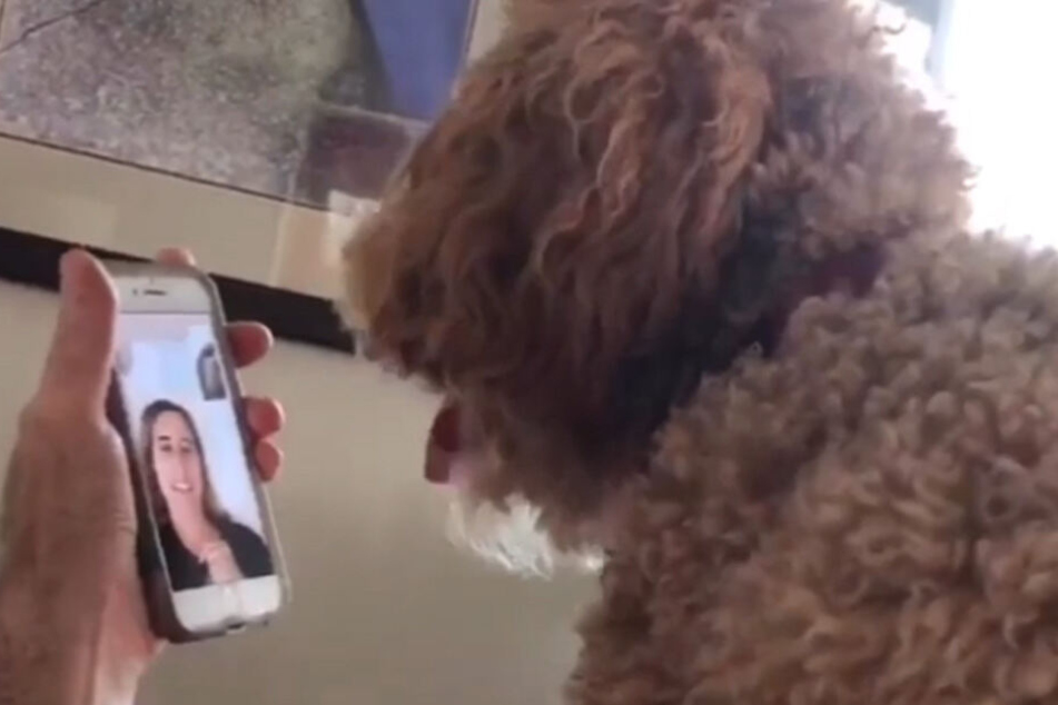 Moxie sieht sein Frauchen über Facetime.