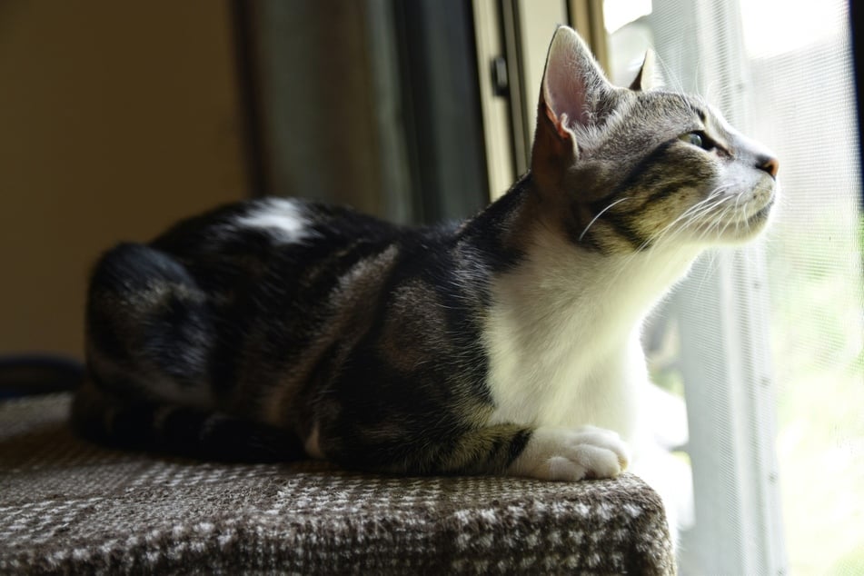 Whatever its characteristics, you can never go wrong with an American Shorthair.