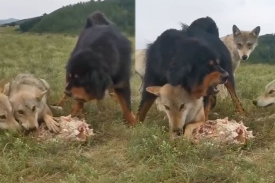 Ungewöhnliche Freundschaft: Hund hilft altem Wolf beim Fressen
