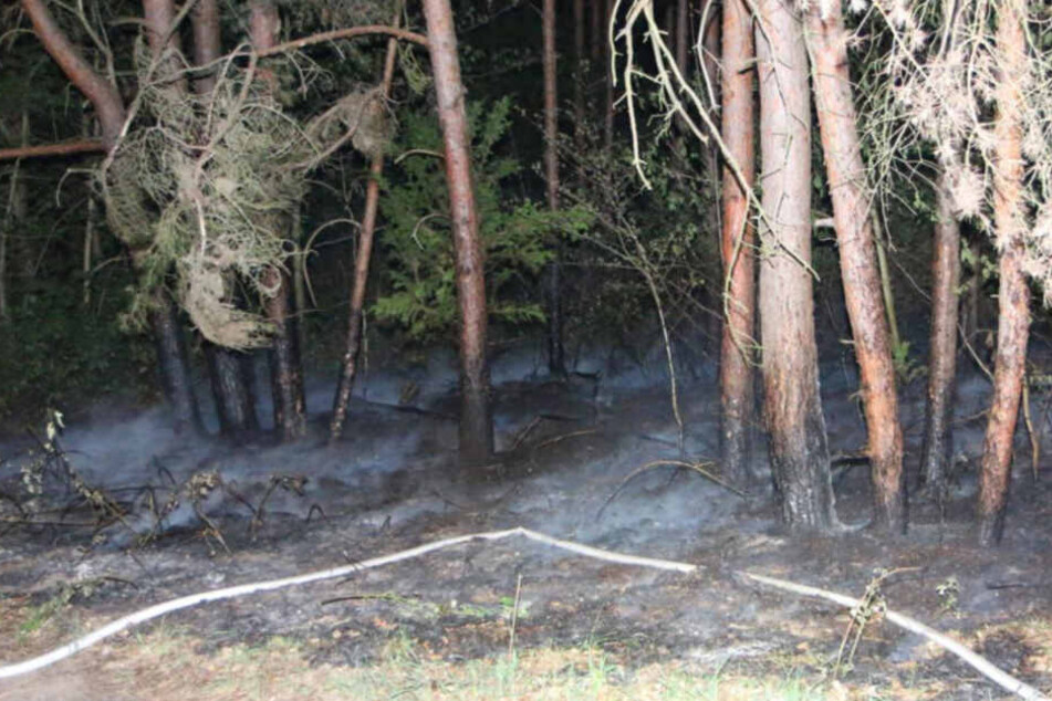 Unscheinbar und doch hochgefährlich: ein brennender Waldboden in Berlin Köpenick!