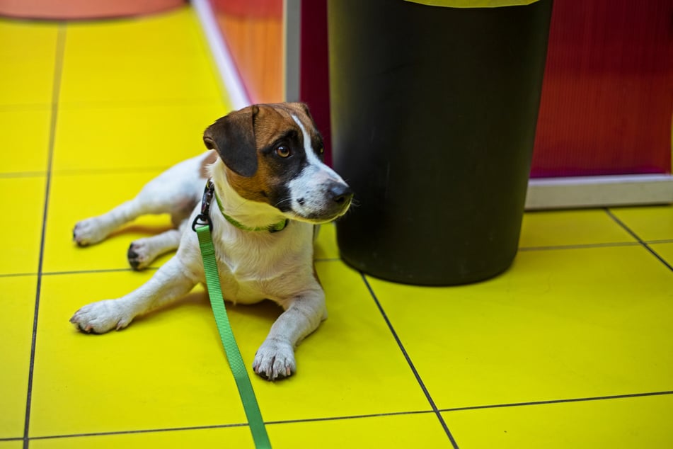Der Mann hatte seinen Hund im Vorraum des Supermarktes an eine Palette gebunden. (Symbolfoto)