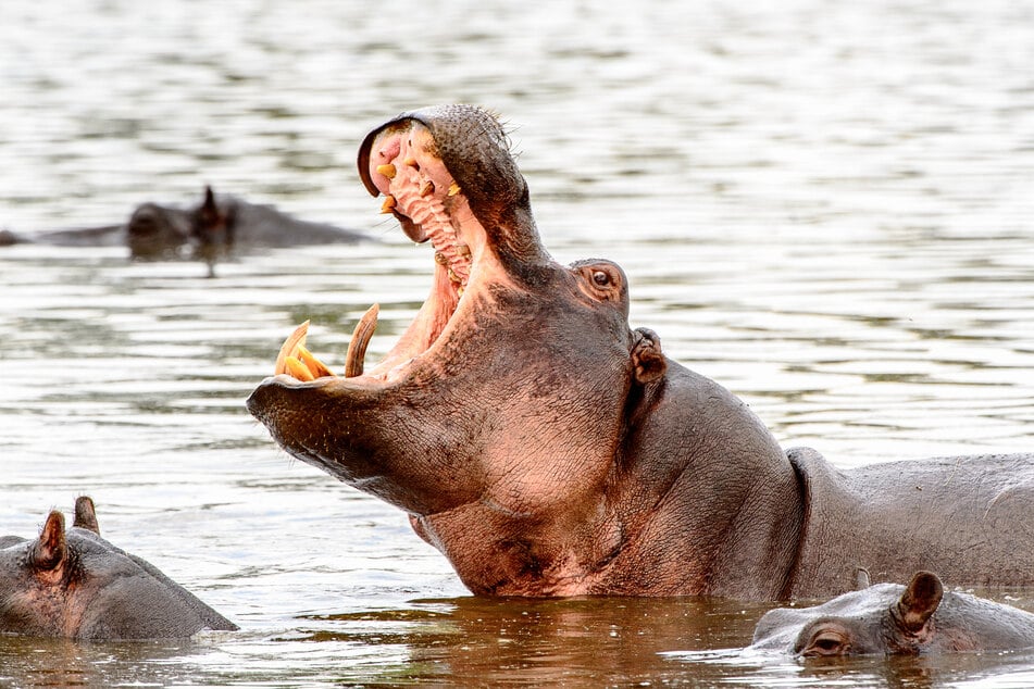 Tatsächlich sind Flusspferde in Afrika jährlich für mehr Tote verantwortlich als Elefanten, Leoparden, Löwen und Krokodile zusammen. (Symbolfoto)
