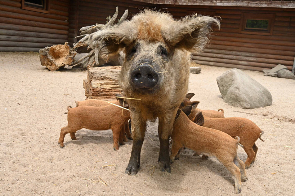 Die Wollschweine im Tierpark Eilenburg haben im April mächtig Nachwuchs bekommen.