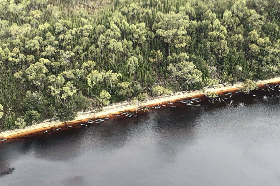 Whale carcasses lie on the beach of Strahan.