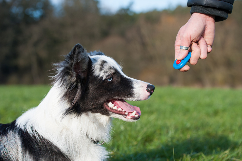 Der Basic Clicker ist Ideal für den Trainingseinstieg (Symbolbild).