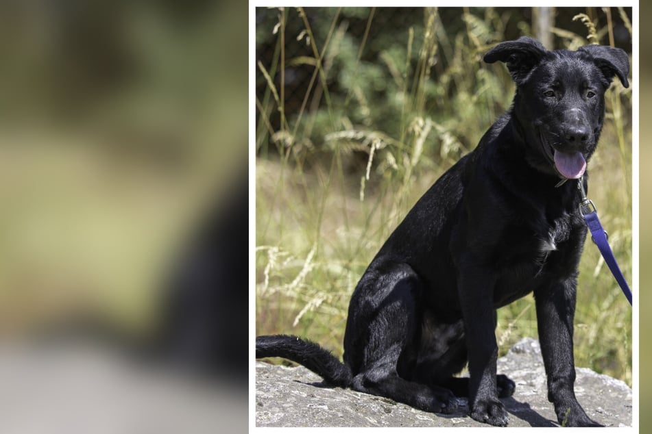 Hund mit sieben Monaten schon im Tierheim: Verspielter "Agent Rossi" sucht neue Familie