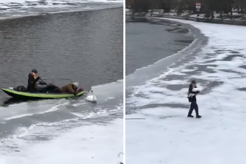 Nachdem der Vogel befreit war, nahm einer der Männer den Schwan auf den Arm und trug ihn ans sichere Ufer.