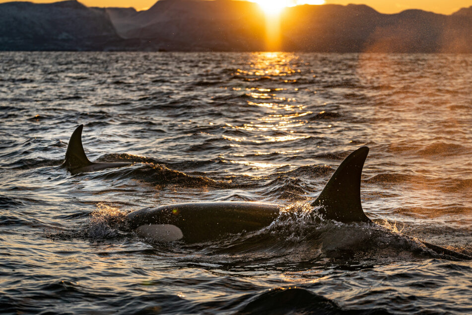 Orcas are protected by the Marine Mammals Protection Act in New Zealand.