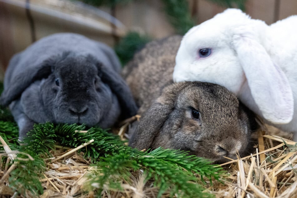 Zahlreiche Rassekaninchen können Besucher am Wochenende bei der 16. Weißeritztalschau in Dippoldiswalde bestaunen. (Symbolfoto)