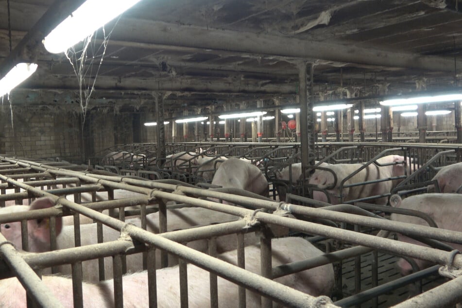 Tausende Schweine, davon zahlreiche Ferkel und Sauen, waren in dem Betrieb in Halver (NRW) untergebracht. (Archivfoto)