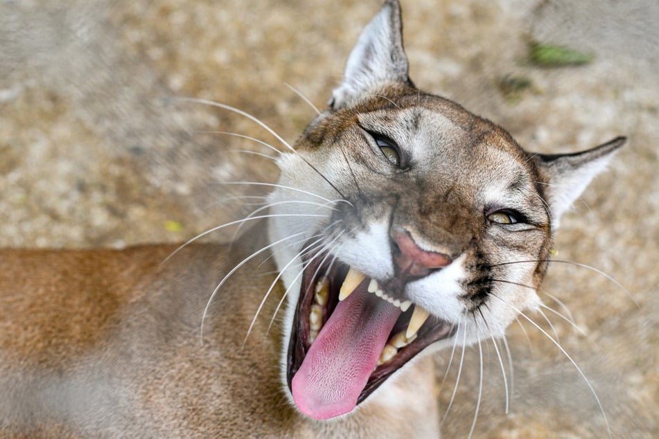 Immer wieder kommt es in den USA zu Puma-Angriffen, insbesondere auf Kinder. Doch in urbanen Regionen sind die eigentlich menschenscheuen Katzen eher selten.