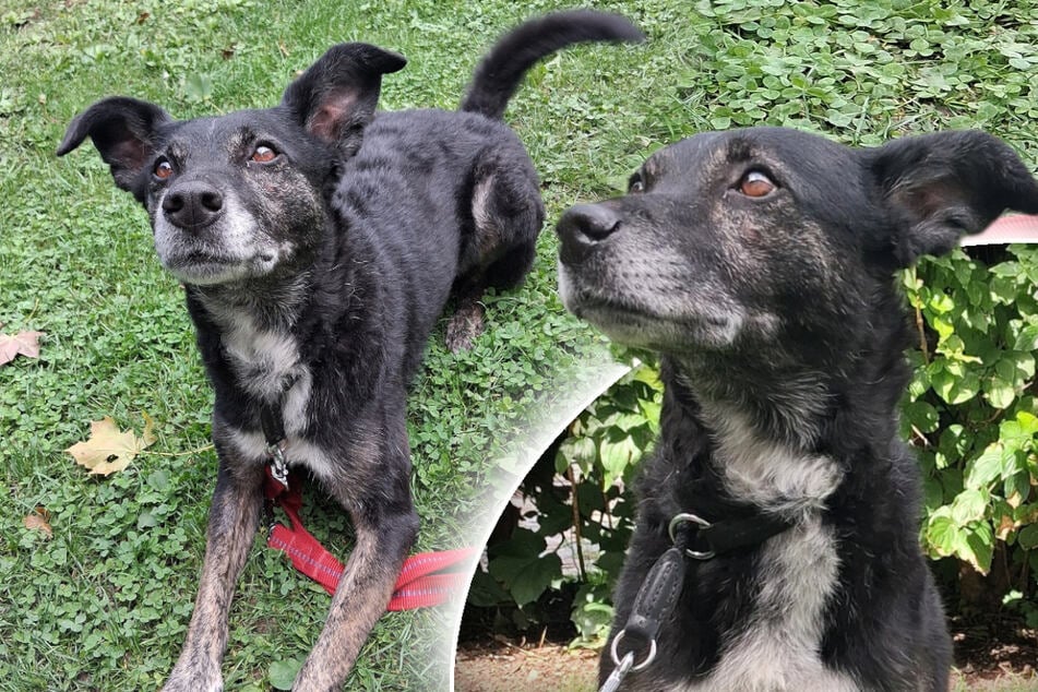 Le mélange Border Collie aspire à l’amour : Molly trouvera-t-elle son happy‑end ?