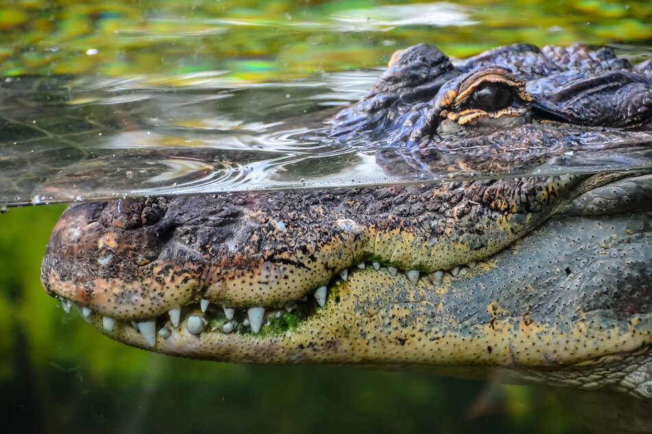 The crocodile attacked the man as he was swimming in the lake (stock image).