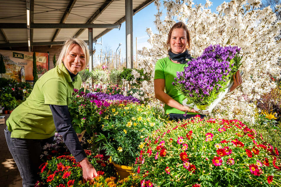 Katrin Kröber (l.) und Corinna Piehler von der Garten-Baumschule Hohenstein-Ernstthal zeigen wunderschöne Frühlingsarrangements für Balkon, Garten und Terrasse.