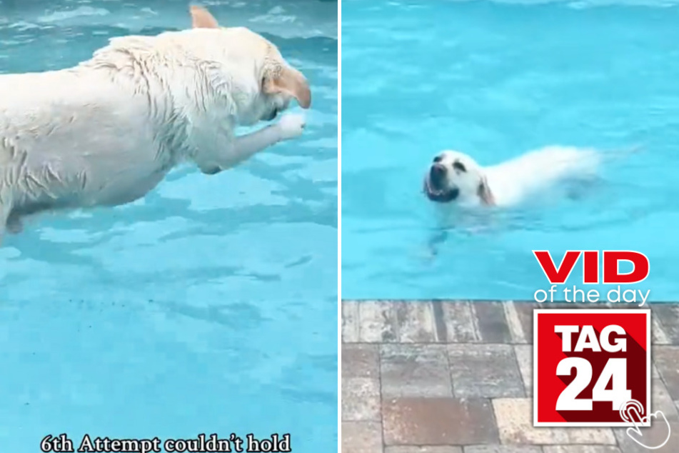 Today's Viral Video of the Day features a dog and his sibling who absolutely love jumping in to the pool - much to their human mother's dismay.