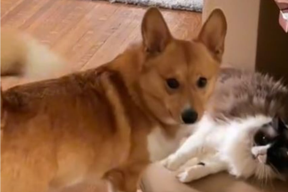 Hund, der Katzen hasst, trifft auf neue Samtpfote: Was dann passiert, bringt seine Besitzerin zum Weinen