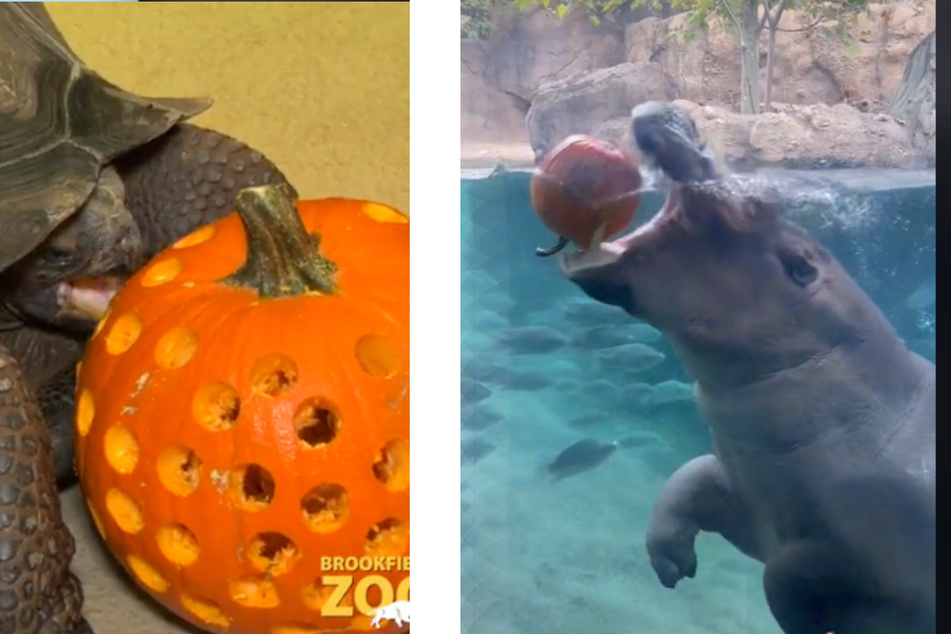 A tortoise munches down on pumpkins at Brookfield Zoo (l.), while Hippo lunges for a gourd in Cincinnati.