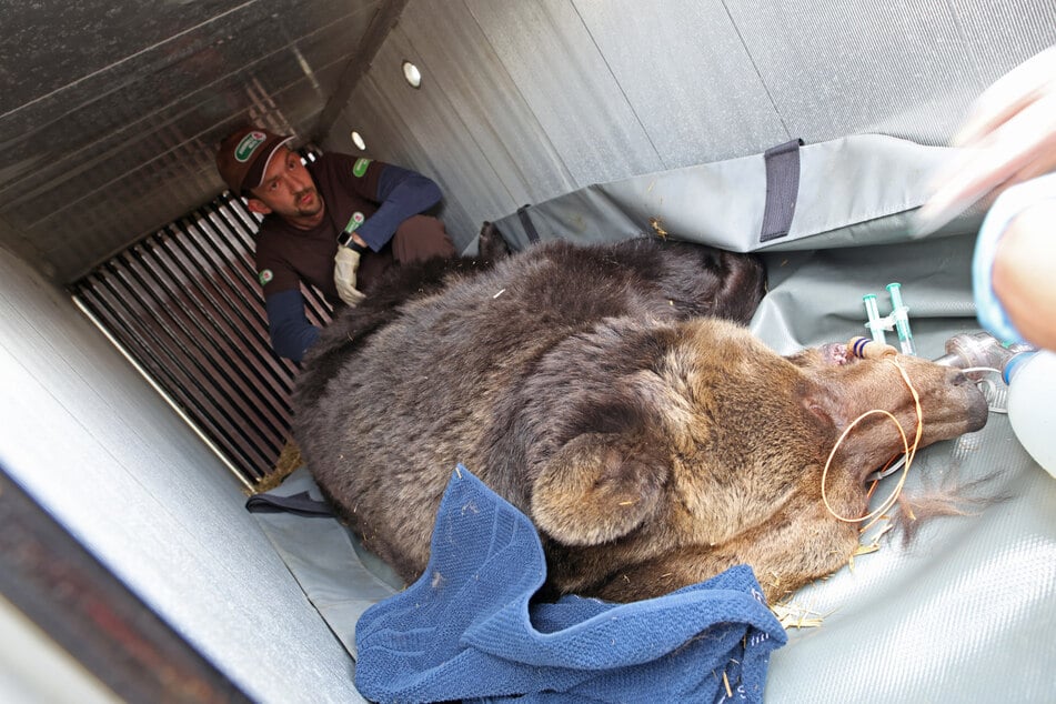 Nach 32 Jahren in Gefangenschaft: Bärin Teddy zieht vom Harz an die Müritz