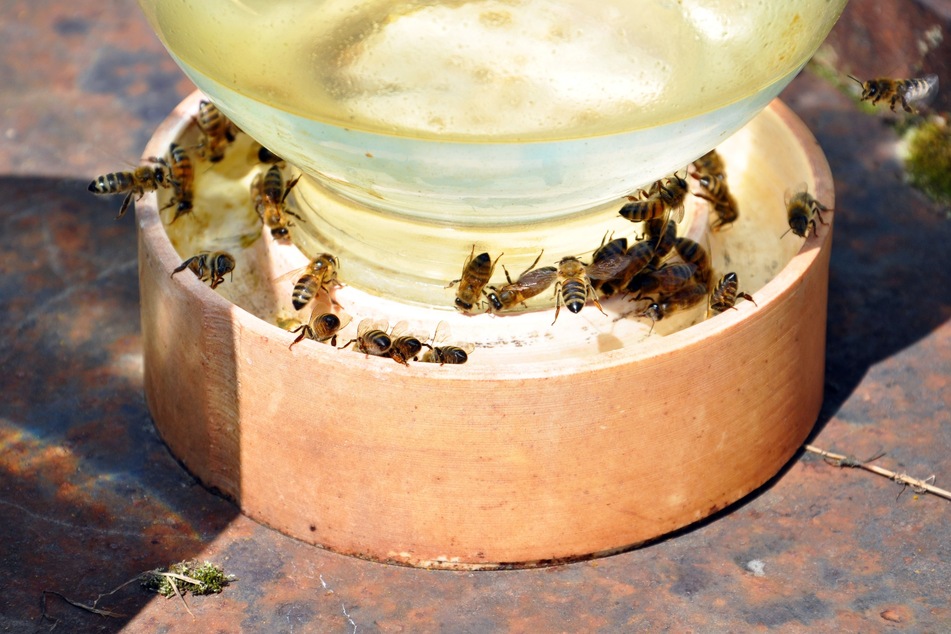 Um Bienen in warmen und trockenen Zeiten zu helfen, kann man auch eine Bienentränke selber machen.