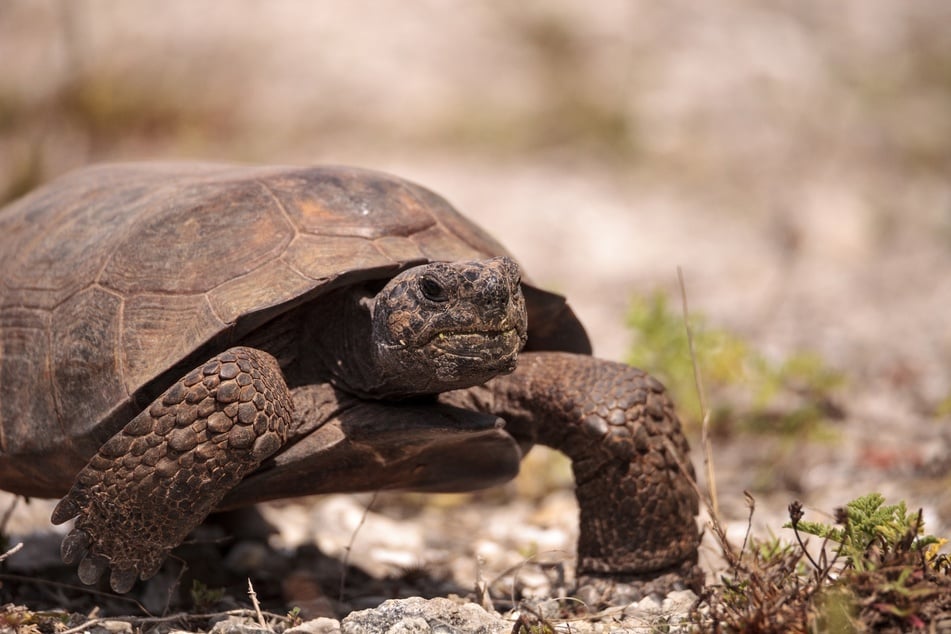 Noch langsamer als die großen, schweren Galapagosschildkröten sind die Gopherschildkröten.