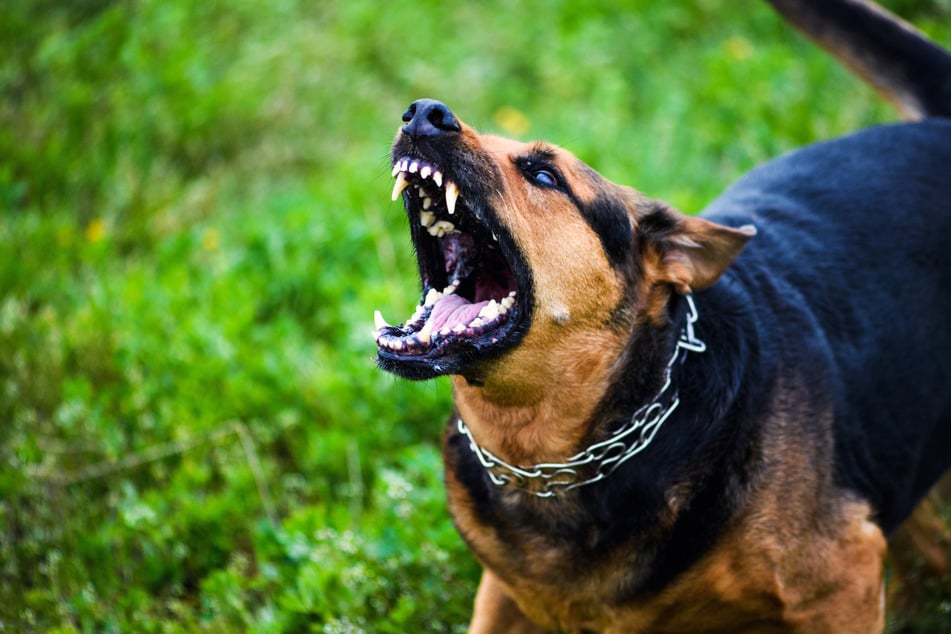 Vom Torjubel seines Herrchens aufgeschreckt bis ein Hund seinen Besitzer in Gesicht und Hände.