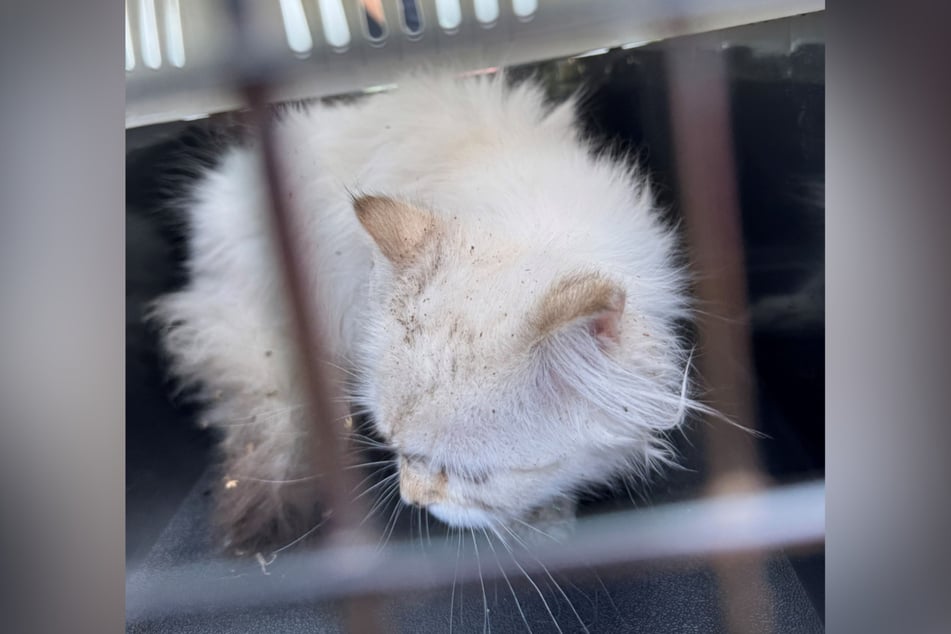 Das vier Monate alte Kätzchen wurde nach der Rettung in eine Tierklinik gebracht und kommt dort aktuell wieder zu Kräften.