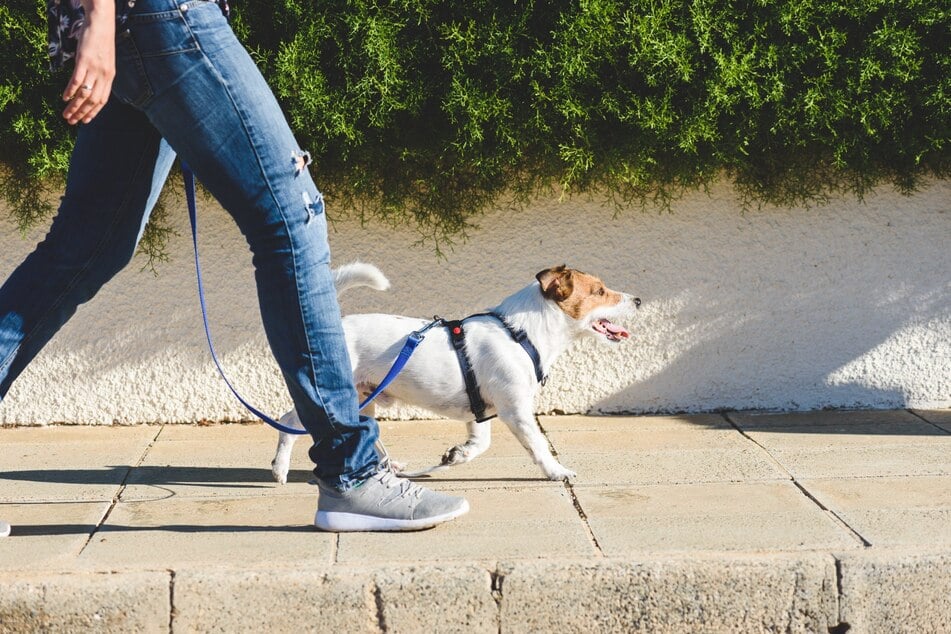 Brustgeschirr oder Hundehalsband: eine umstrittene Diskussion.