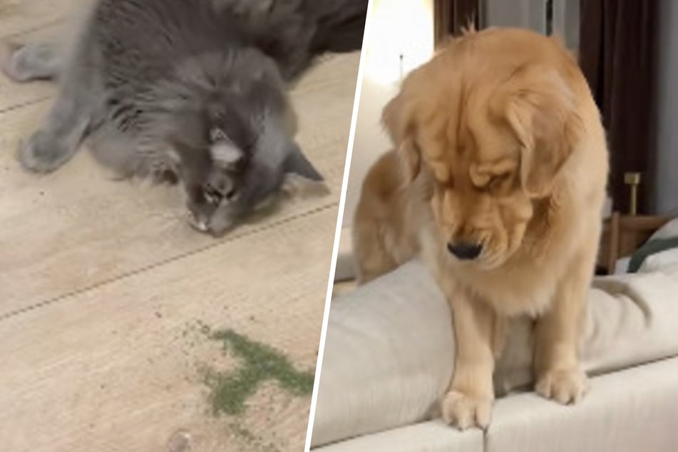 Golden Retriever macht sich große Sorgen um Katze: Der Grund bringt so viele zum Lachen