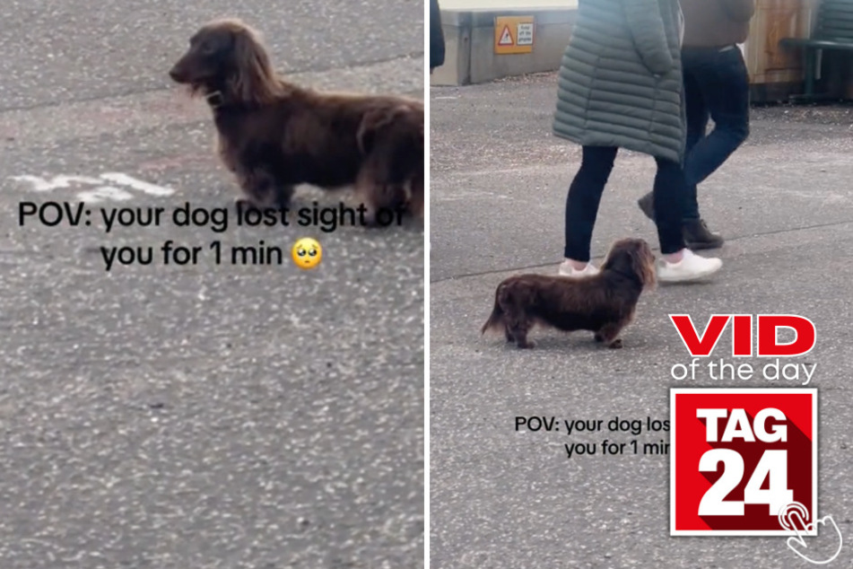 Today's Viral Video of the Day features an adorable dachshund's journey from losing his owner to being reunited again!