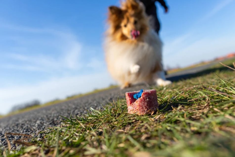 Es war nicht das erste Mal, dass der Polizei in Erfurt gefährliche Hundeköder gemeldet wurden. (Symbolbild)