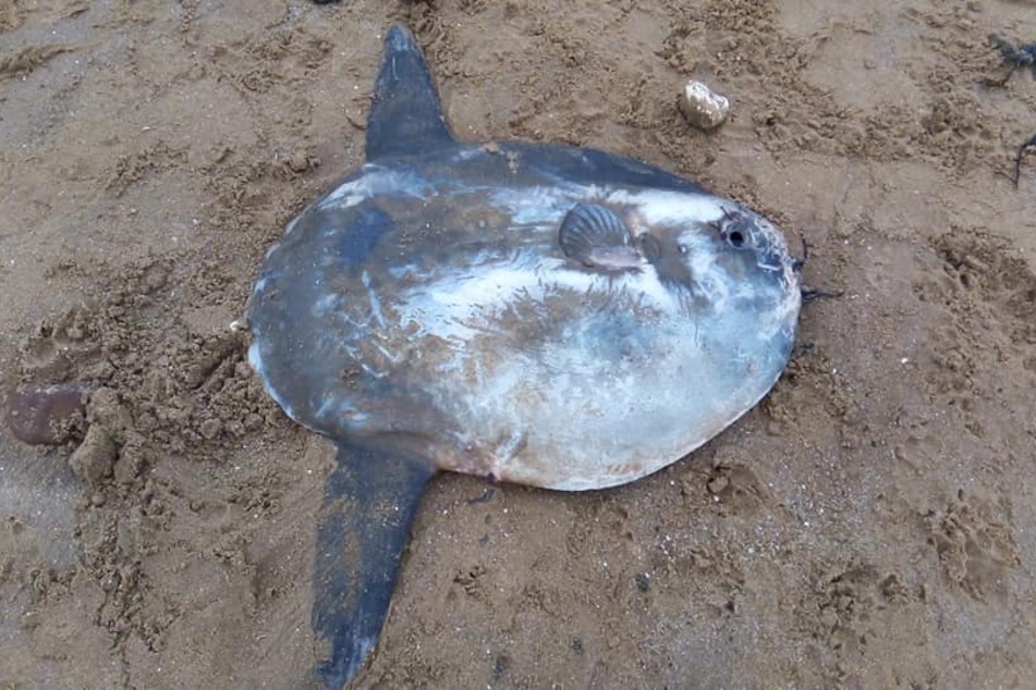 Wow! Diesen Mondfisch entdeckte ein Mann an einem Strand in England.