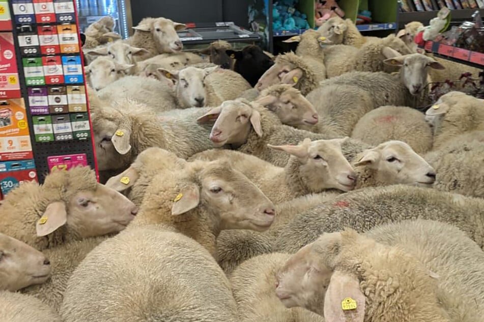 Erstmal zu Penny: Schafe büxen aus und stürmen Discounter